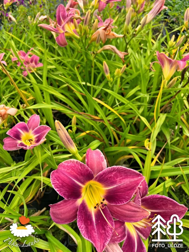 Hemerocallis   'Lavender Deal'